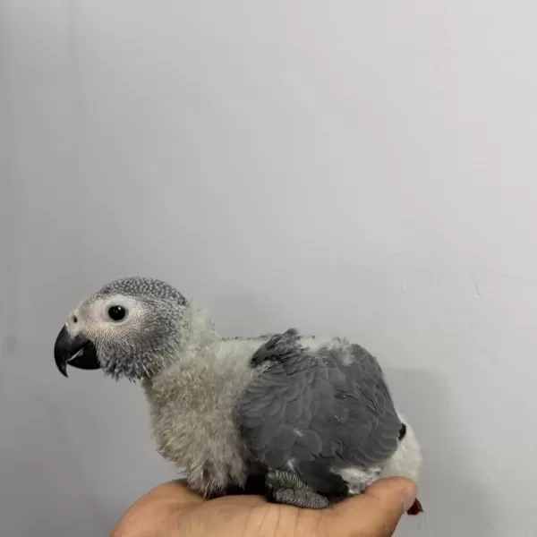 70 Günlük Bebek Jako El Besleme