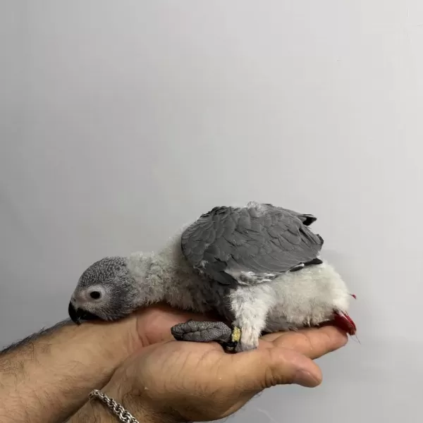 70 Günlük Bebek Jako El Besleme