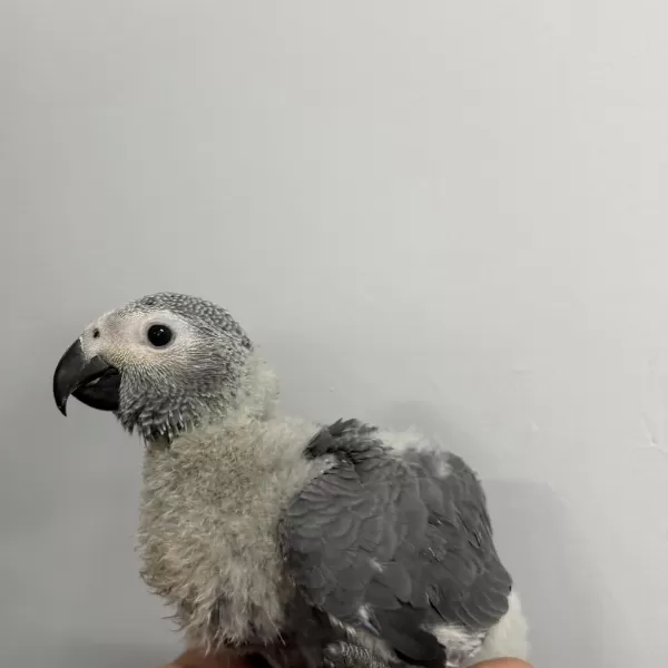 70 Günlük Bebek Jako El Besleme