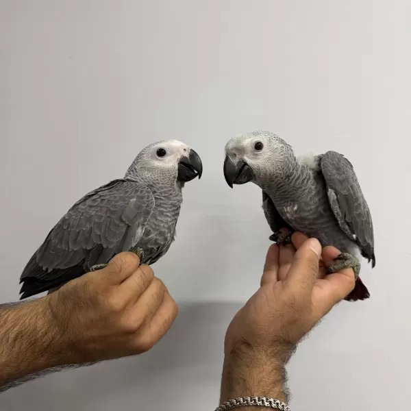 Yeme Düşmüş Yavru Jakolar Dev Boy
