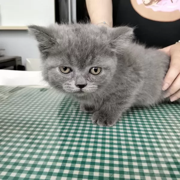 British Shorthair Yavrular