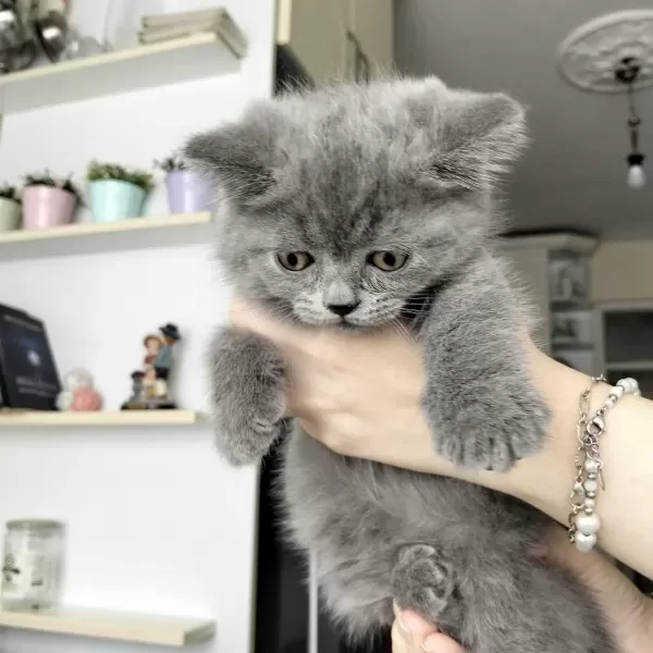 British Shorthair Yavrular