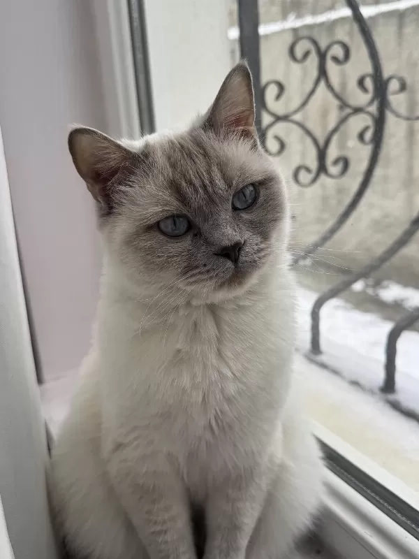 British Shorthair Kedisi