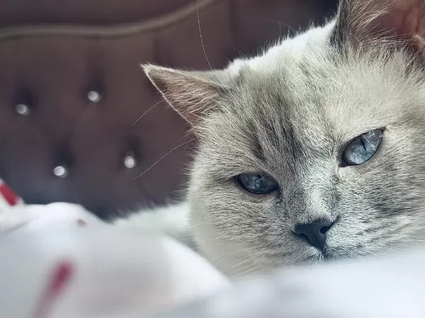 British Shorthair Kedisi
