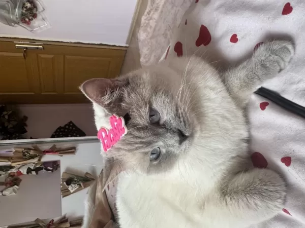 British Shorthair Kedisi