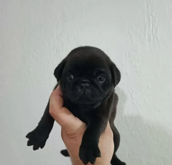Orijinal Pug Mops Yavrular İrk Sağlık Garantili