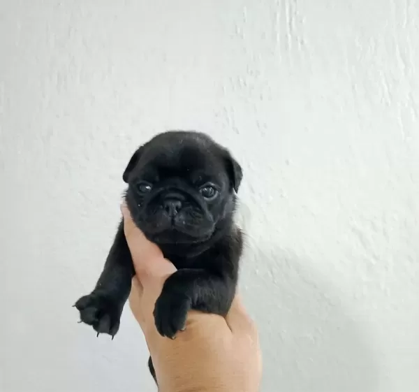 Orijinal Pug Mops Yavrular İrk Sağlık Garantili
