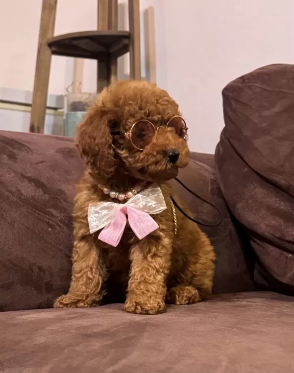 Kızıl Siyah Ve Silver Toy Poodle Bebeklerim