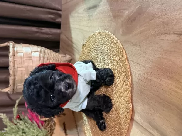 Kızıl Siyah Ve Silver Toy Poodle Bebeklerim