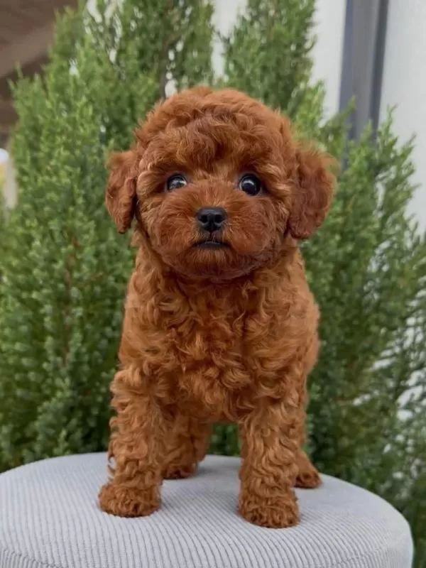 Kore Kan Red Brown Toy Poodle