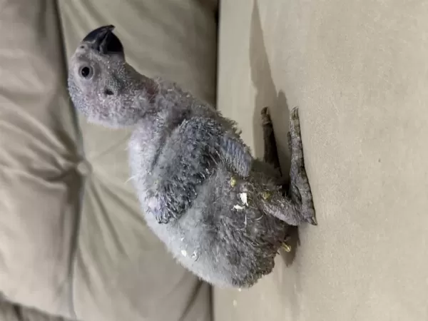 Beyaz Tirnak El Besleme Jako Papağani Bebek