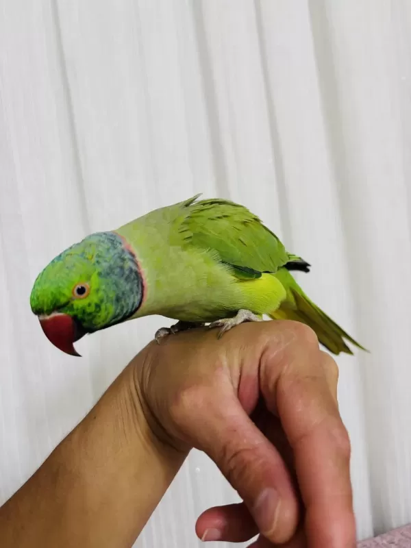 Full Evcil Konuşan Geveze Erkek Pakistan Nadir Bulunan