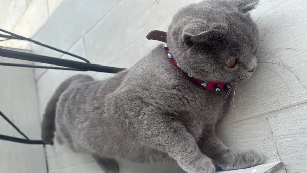 Ücretsiz Sahiplendirecek Takip Şartı İle Scottish Fold