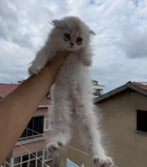 Üst Sınıf Scottish Fold Longhair Erkek Yavru