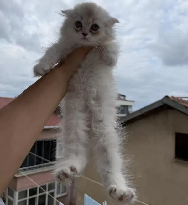 Üst Sınıf Scottish Fold Longhair Erkek Yavru
