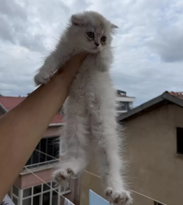 Üst Sınıf Scottish Fold Longhair Erkek Yavru