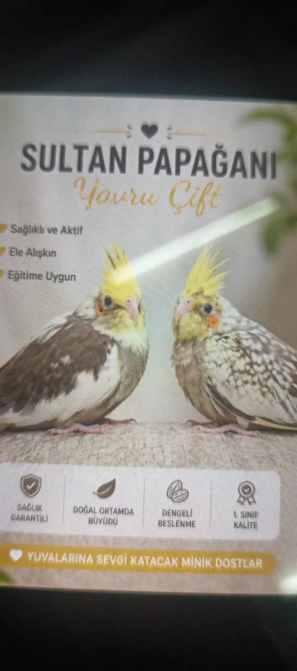 Satılık Sağlıklı Sultan Papağanı Çifti