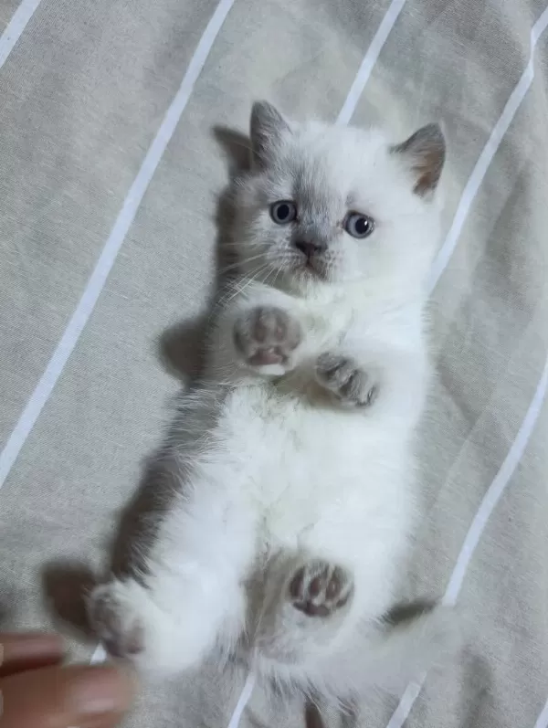 Minik British Shorthair Bebeğimize Yuva Arıyoruz