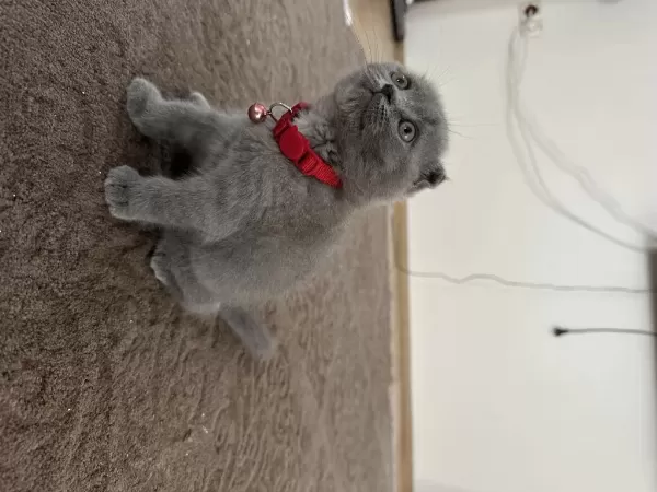 Son Kalan Bal Bebek Scottish Fold