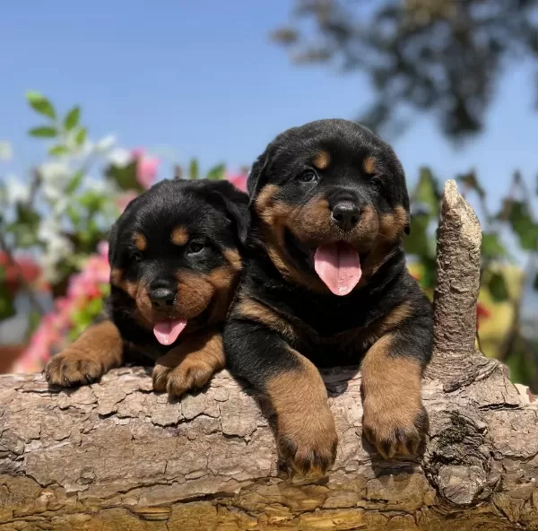 Harika Güzellikte Rottweiler Yavrular