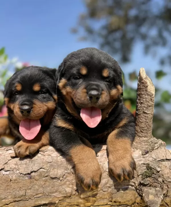Harika Güzellikte Rottweiler Yavrular