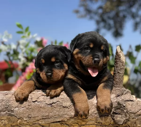 Harika Güzellikte Rottweiler Yavrular