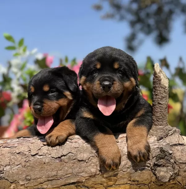 Harika Güzellikte Rottweiler Yavrular