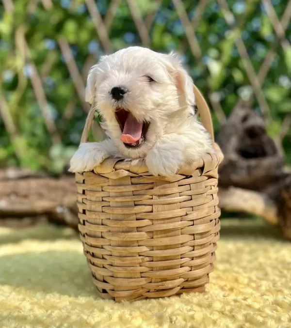 Kar Beyaz Maltese Terrier Yavrular