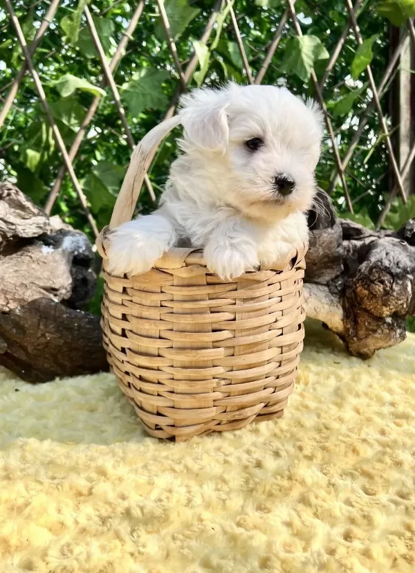 Kar Beyaz Maltese Terrier Yavrular