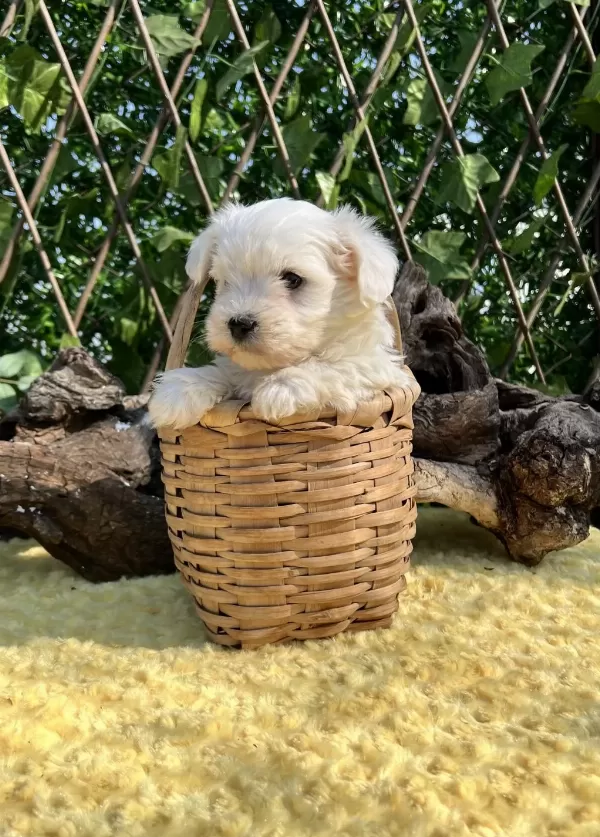 Kar Beyaz Maltese Terrier Yavrular