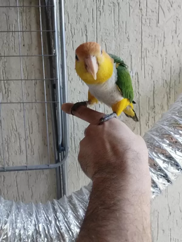 Alışkın Erkek Caique Papağanımız