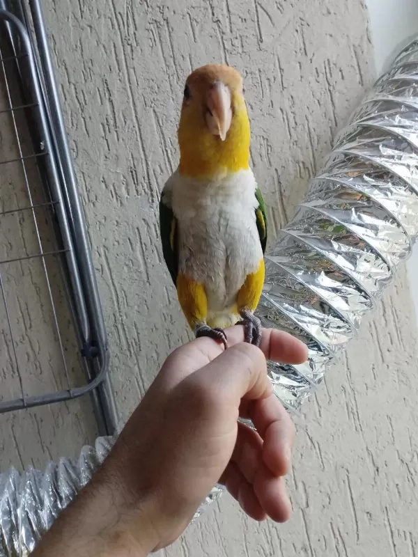 Alışkın Erkek Caique Papağanımız