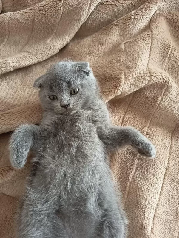 Sevgi Dolu Bebek Kedilerim