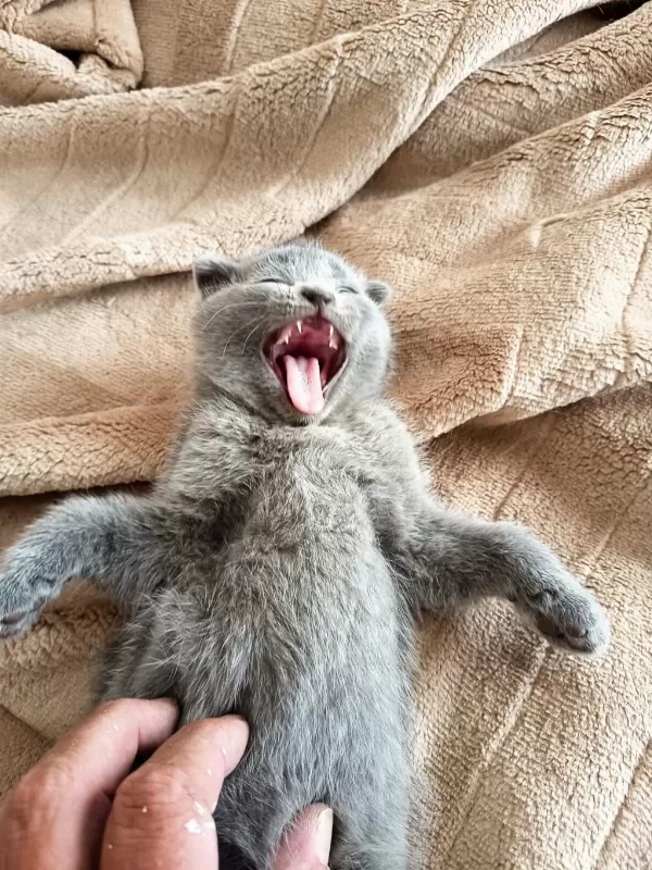 Sevgi Dolu Bebek Kedilerim