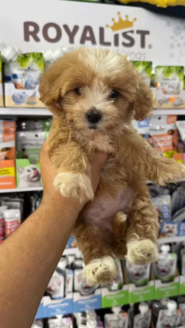 Maltipoo Yavrular Orjinal Sıfır Numara Bardak Boy