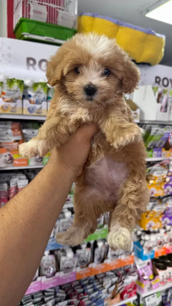 Maltipoo Yavrular Orjinal Sıfır Numara Bardak Boy