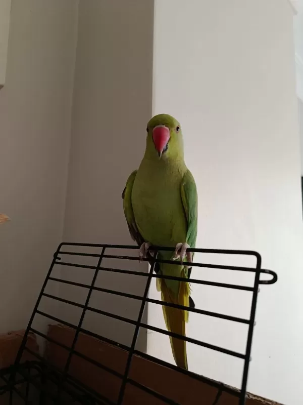 Evcil Pakistan Papağanımız