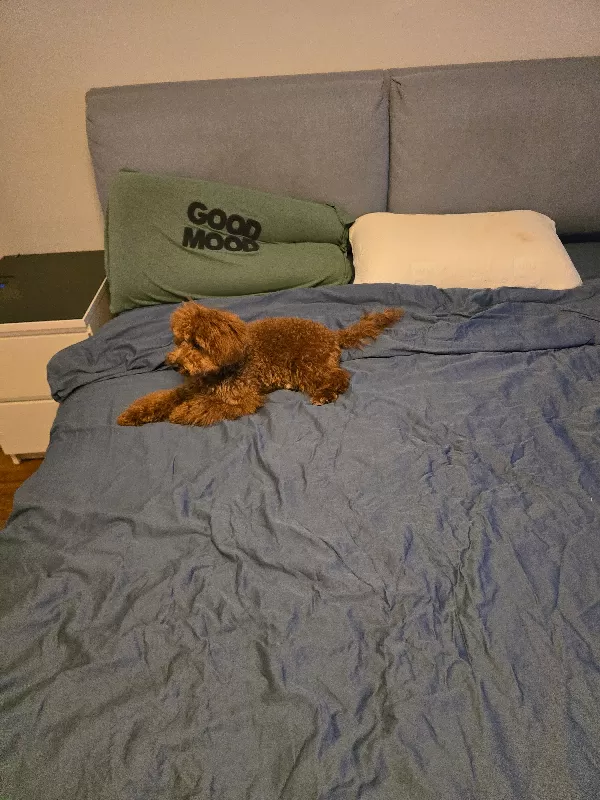 Gerçek toy poodle sürpriz yok