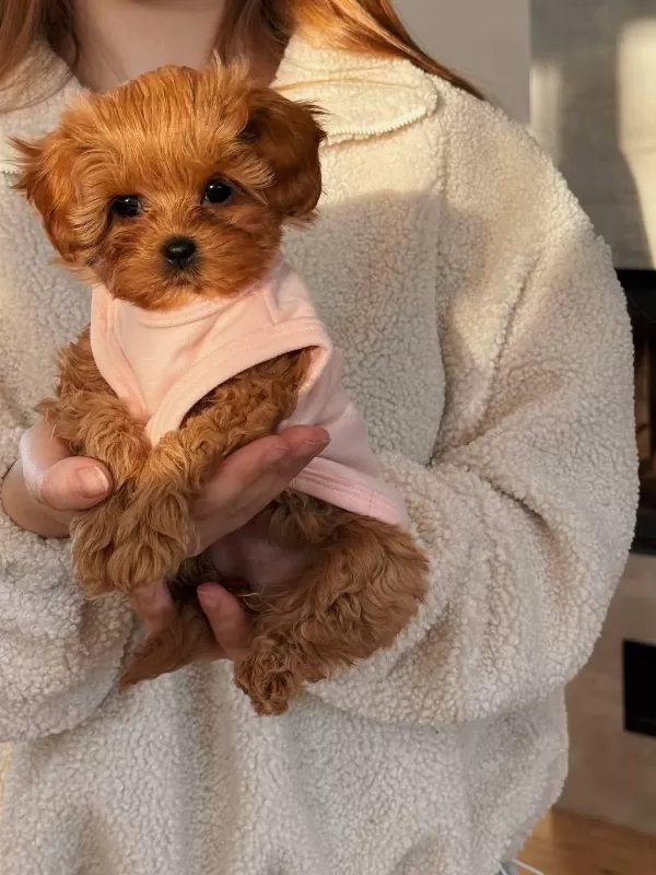 Maltipoo Bebeklerimiz