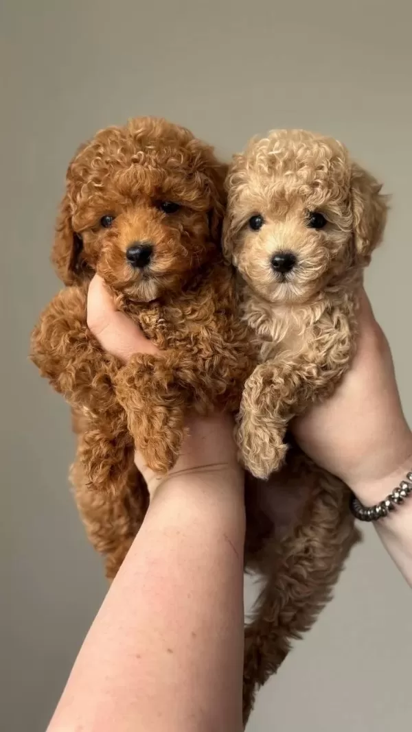 Harika Toy Poodle Bebekler