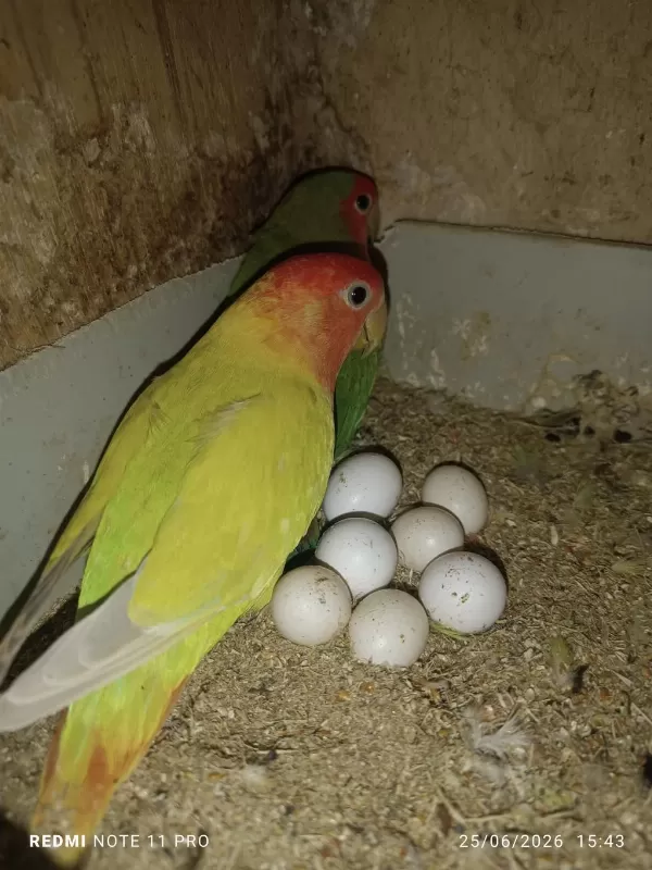 Hobiciden Eşli Sevda Papağanı Takımlar