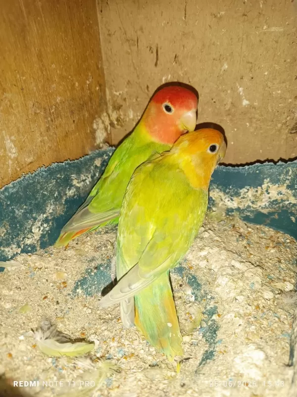 Hobiciden Eşli Sevda Papağanı Takımlar