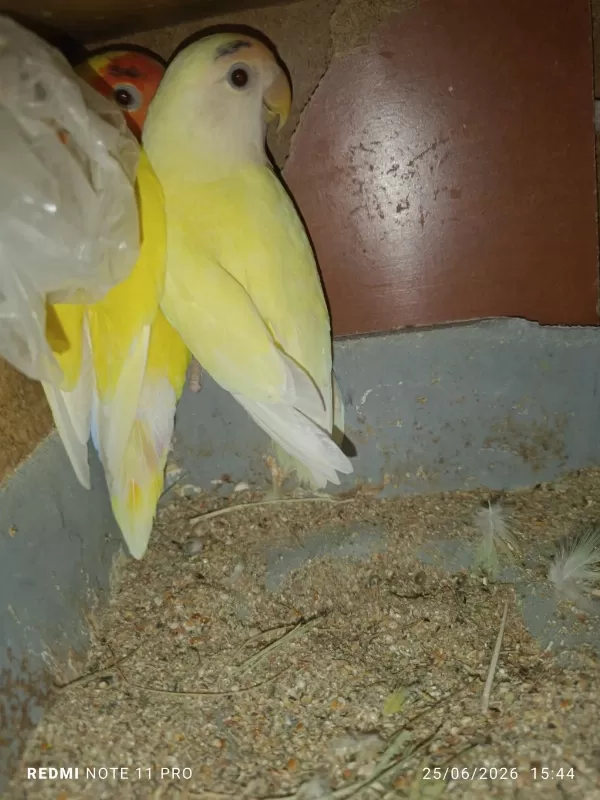 Hobiciden Eşli Sevda Papağanı Takımlar