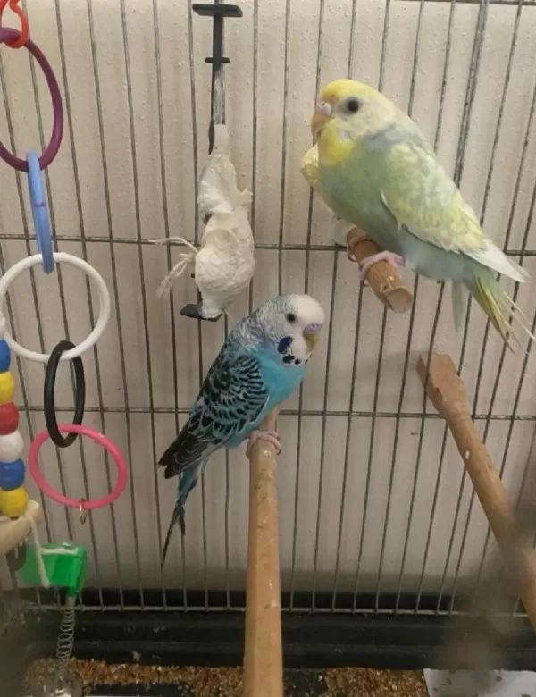 Sağlıklı Muhabbet Kuşu Bebek