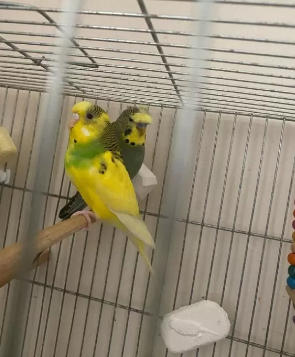 Sağlıklı Muhabbet Kuşu Bebek