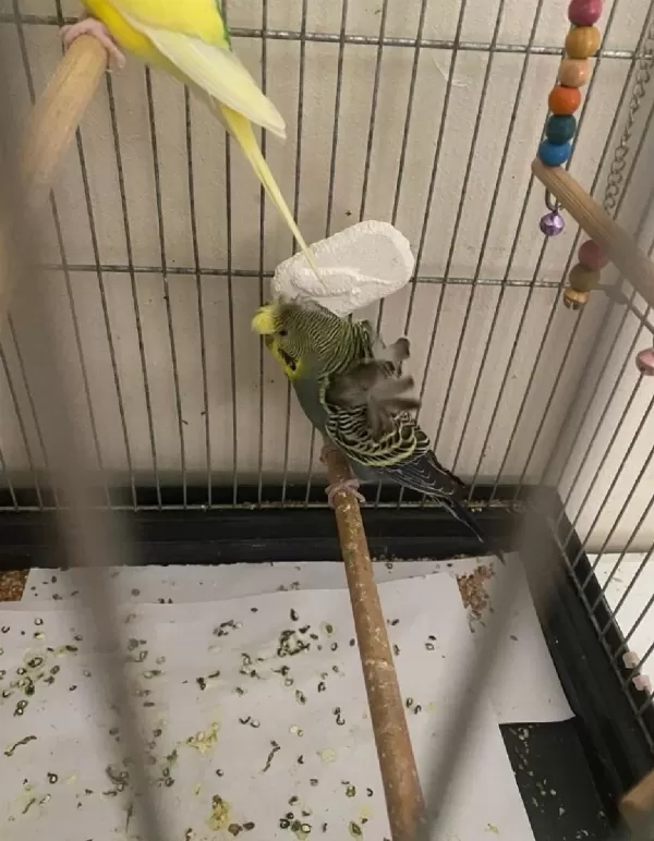 Sağlıklı Muhabbet Kuşu Bebek
