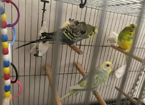 Sağlıklı Muhabbet Kuşu Bebek