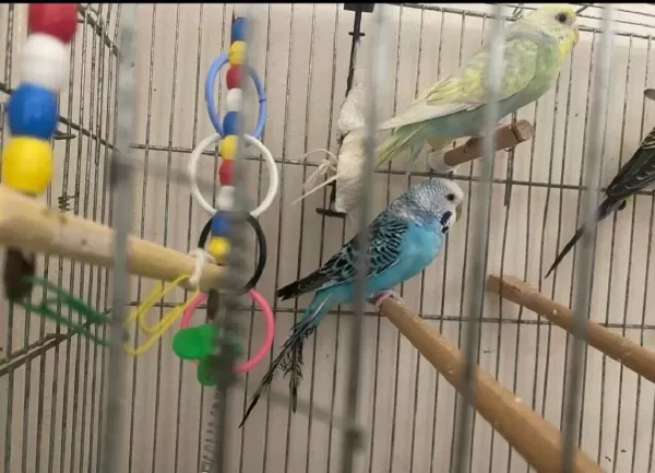Sağlıklı Muhabbet Kuşu Bebek