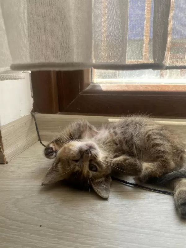 Ücretsiz Sahiplendirme Sevgi Dolu Dişi Yavru Kedimiz