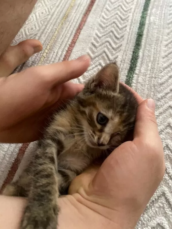 Ücretsiz Sahiplendirme Sevgi Dolu Dişi Yavru Kedimiz